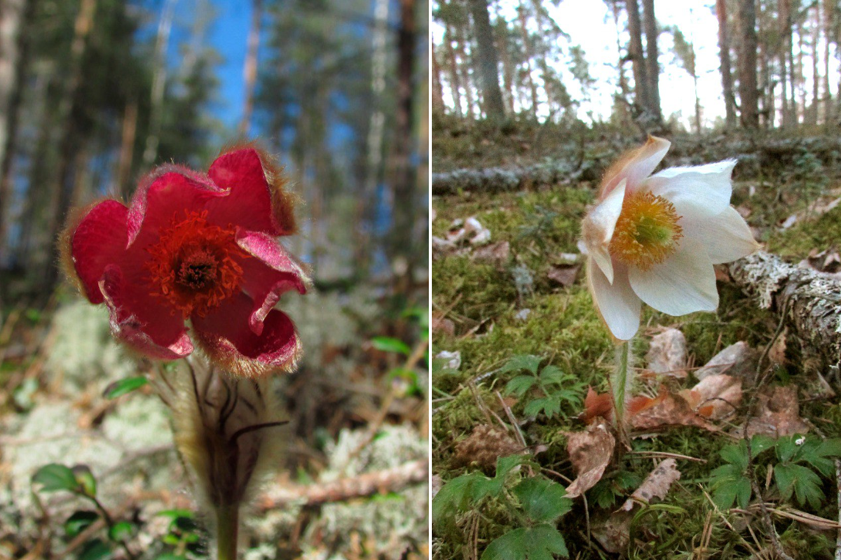 В лесах Ленобласти обнаружили настоящий аленький цветочек
