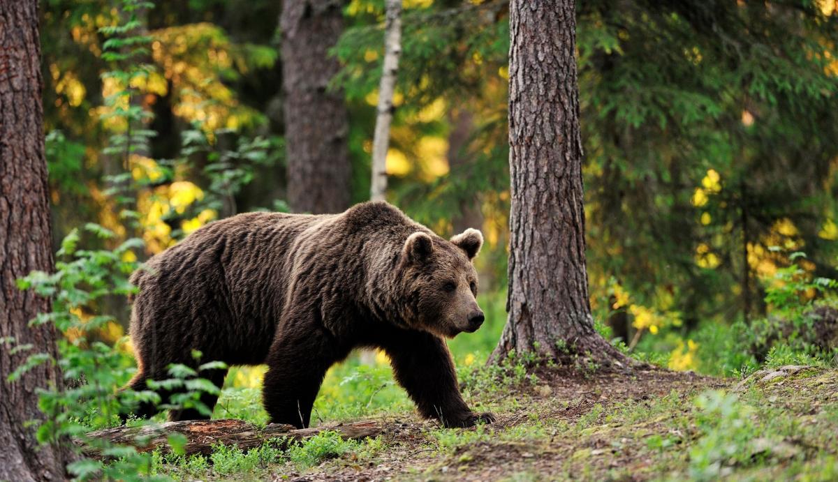 Сотрудники новосибирского Минприроды выдали приказ на отстрел бурого медведя