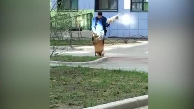В Петербурге задержали живодера, избивавшего собаку другой, более мелкой собакой