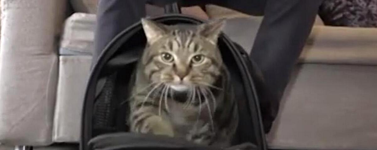 Умер кот Виктор, прославившийся инцидентом с «Аэрофлотом»