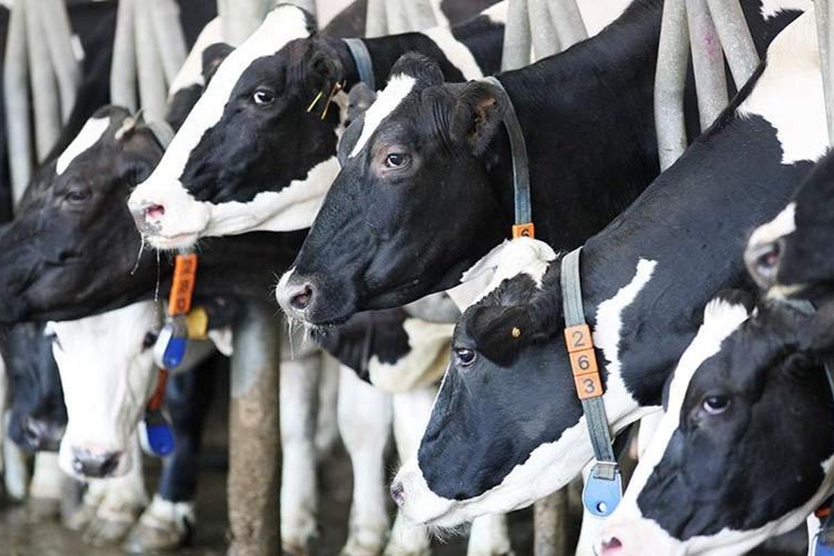 Калужская область удерживает лидирующие позиции в сельском хозяйстве страны