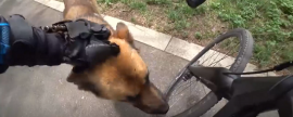 В КБР бродячая собака спасла подкармливающего ее велосипедиста от двух бойцовских псов