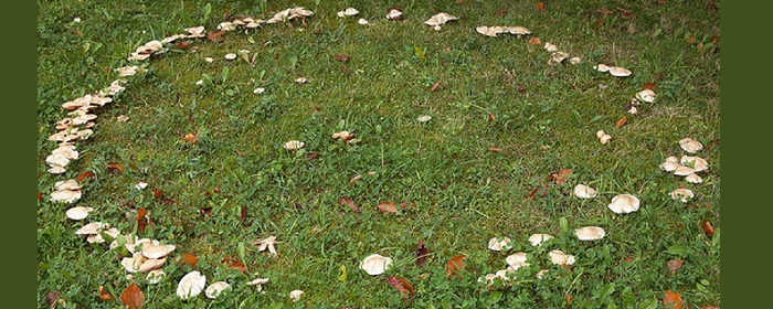 В Новосибирске возле церкви обнаружили «ведьмин круг» из грибов