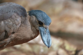 Три вида редких птиц впервые представили посетителям Московского зоопарка