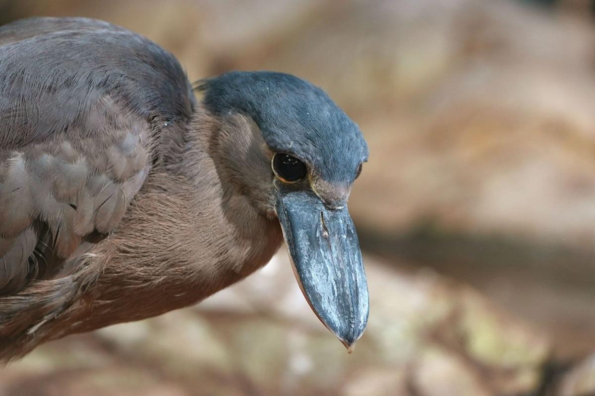 Три вида редких птиц впервые представили посетителям Московского зоопарка