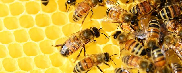 В селе Новосибирской области массово гибнут пчелы