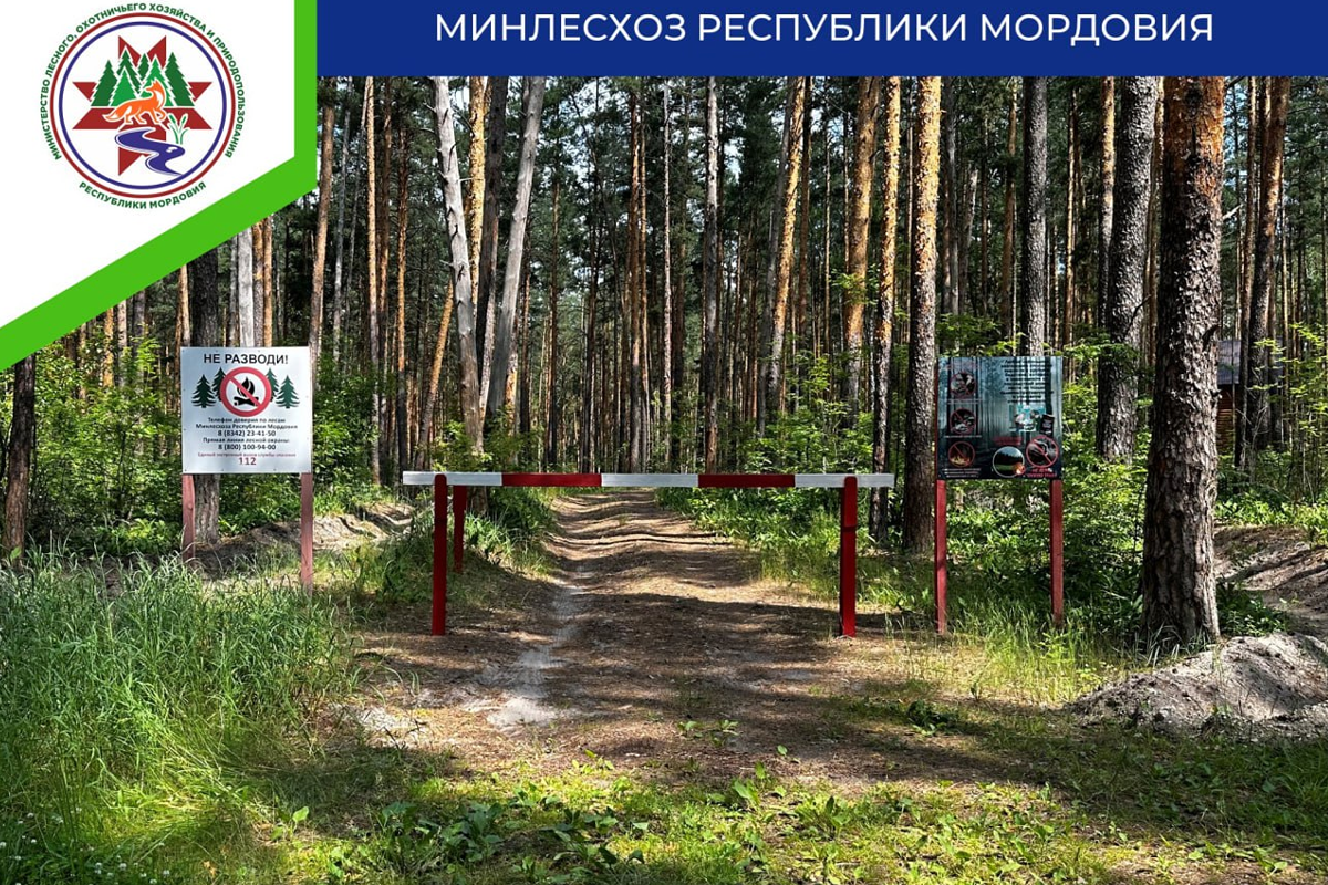 В Мордовии на несколько дней запретили ходить в леса