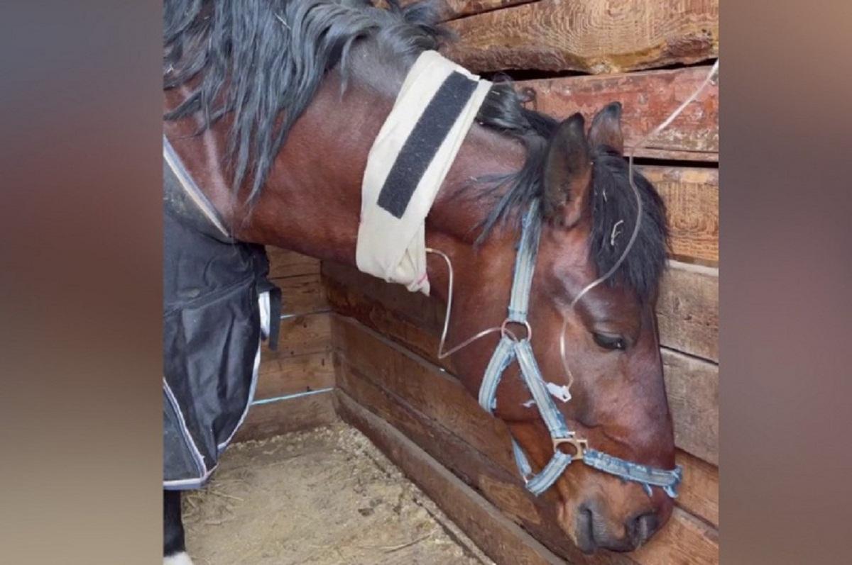 Ветеринары рассказали о состоянии коня Лавра, которого пытались отравить