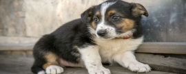 In the Amur Region, a resident was sentenced to prison for attempting to kill a puppy