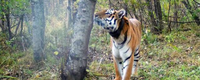 Умер старейший в Приморье тигр Тихон, похищавший собак у пограничников
