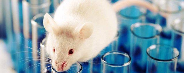 Японские ученые оживили мозг мыши на несколько недель
