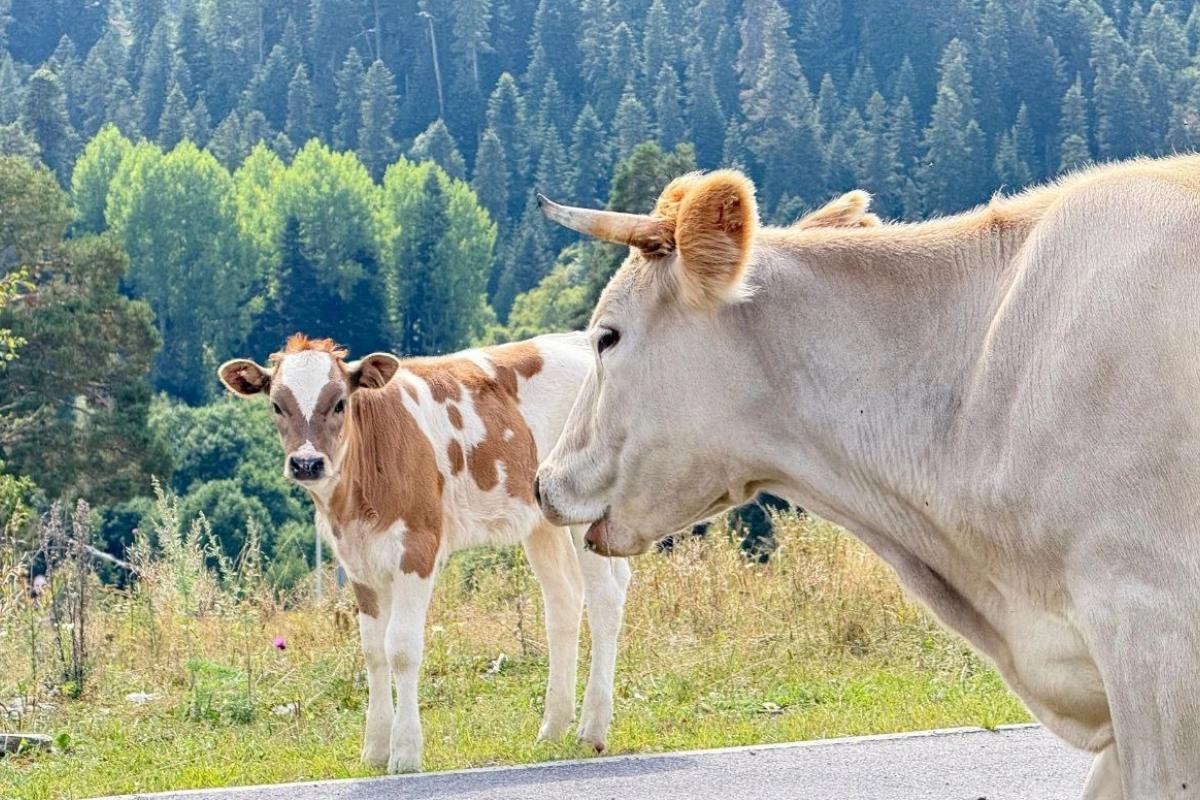 Кабардино-Балкария примет участие в первом Всероссийском агродиктанте