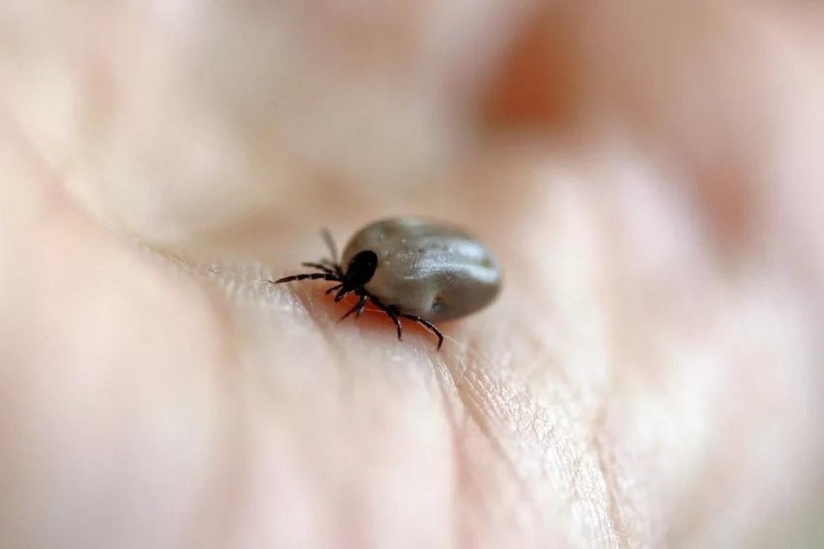 Осторожно, клещи: тысячи новосибирцев уже стали жертвами