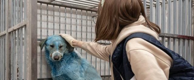 Дзержирские ветеринары рассказали о результатах анализов голубых собак