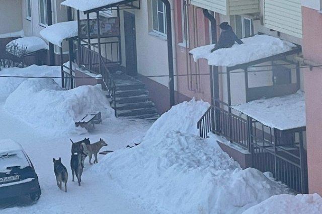 В Городце стая бродячих собак загнала ребенка на козырек подъезда