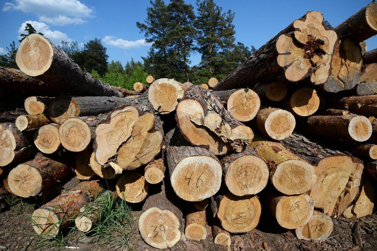 С начала 2025 года Новгородская область экспортировала 184,2 тысяч кубометров леса