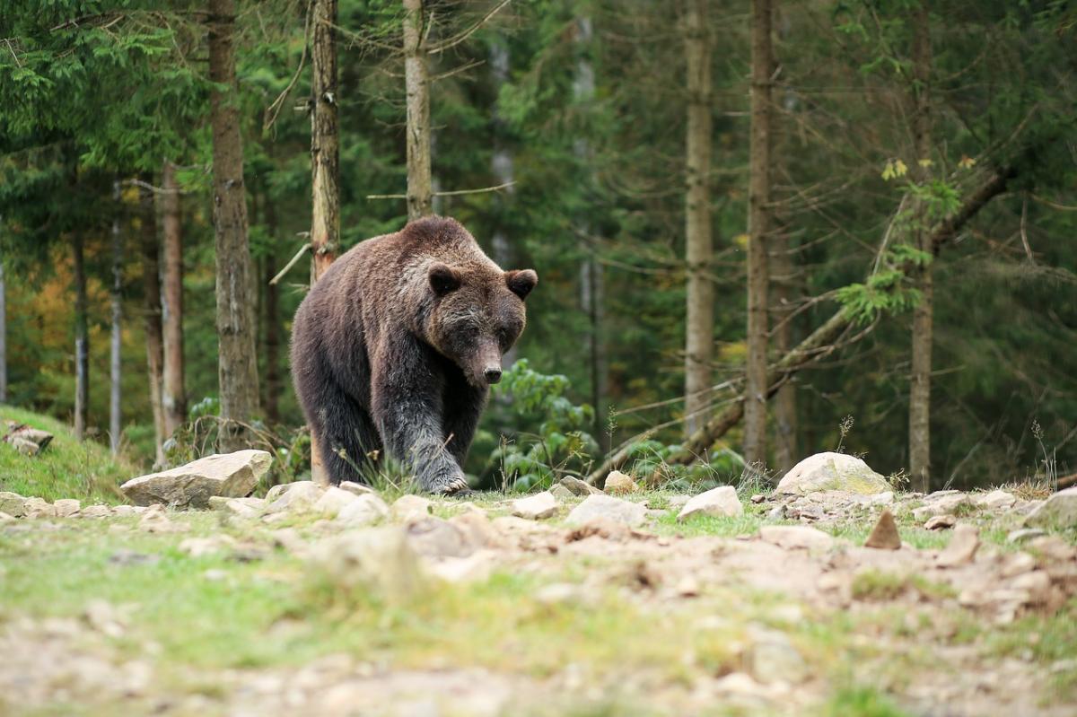 Жителей Мурманской области предупредили о бродячих медведях вблизи населенных пунктов
