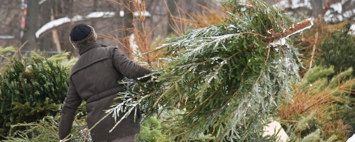 Юрисконсульт Роскачества Поздняков рассказал, куда нельзя выбрасывать новогоднюю елку