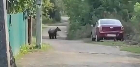 Жители Уфы увидели молодого медведя в микрорайоне Шакша