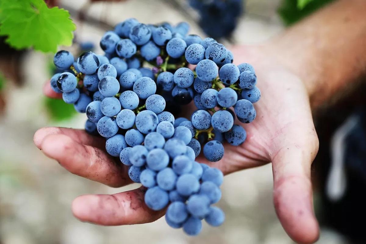 Новосибирский агроном раскрыла секрет укрытия винограда на зиму