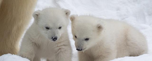 Вупсень и Пупсень: Названы самые популярные имена для белых медвежат