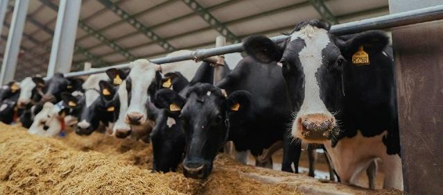 Тверская область обеспечена запасами корма для животноводства на зимний период