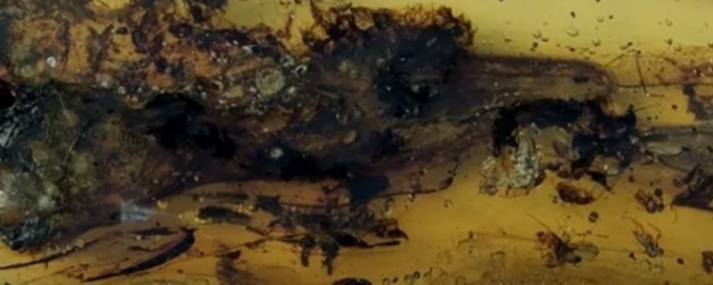 Маленькая доисторическая птица в янтаре оказалась ящерицей