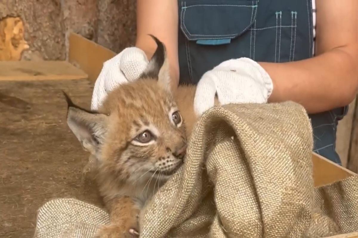 Пермский зоопарк похвастался пополнением