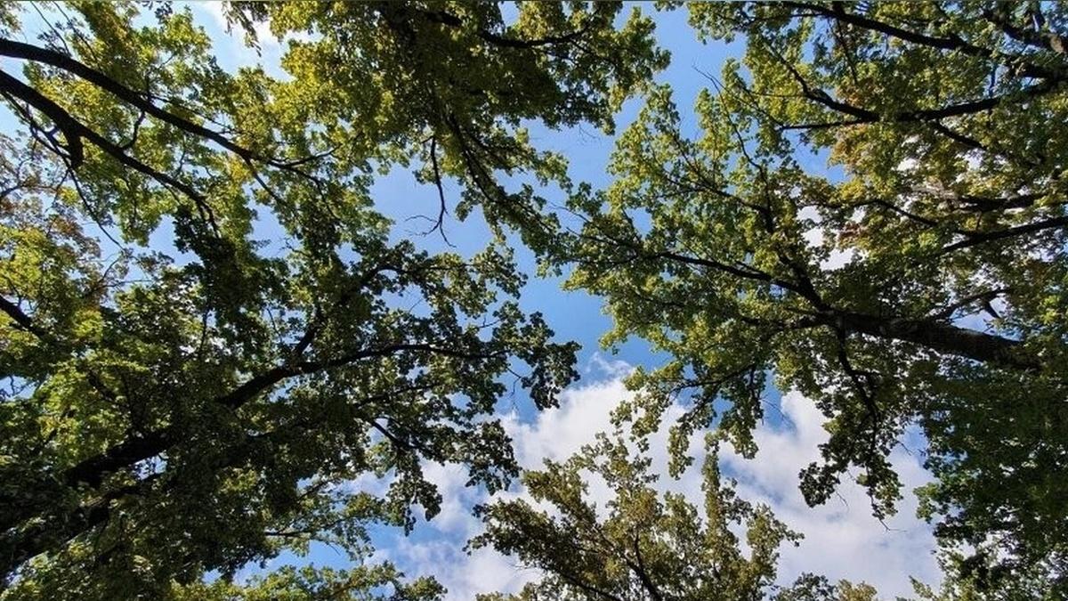 В Воронеже Тавровский лес станет особо охраняемой территорией