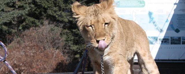 В иркутском контактном зоопарке поселилась львица по кличке Лили