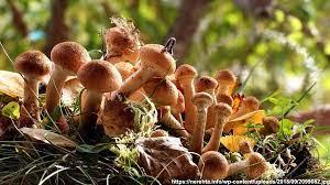Новосибирские грибники рассказали об исчезновении опят в местных лесах