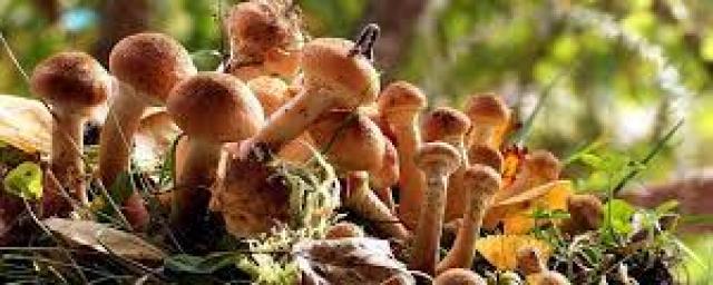 Новосибирские грибники рассказали об исчезновении опят в местных лесах