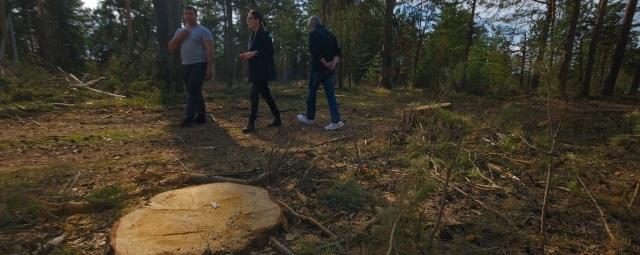 100 вековых сосен вырубили близ Челябинска ради новой стройки