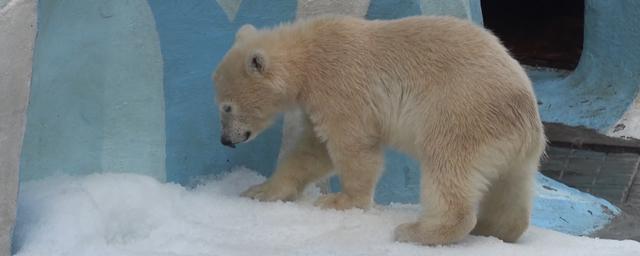 В Новосибирском зоопарке белым медведям в вольер насыпали снег
