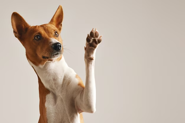 Кинолог посоветовал способы научить собаку выражать просьбы