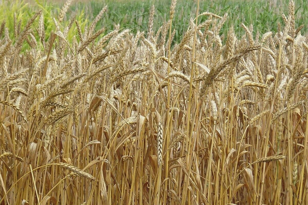 «День Земли Сибирской» в Новосибирской области соберет более 200 участников