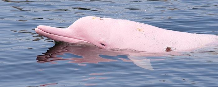 In the US, off the coast of Louisiana, a fisherman discovered a rare pink dolphin