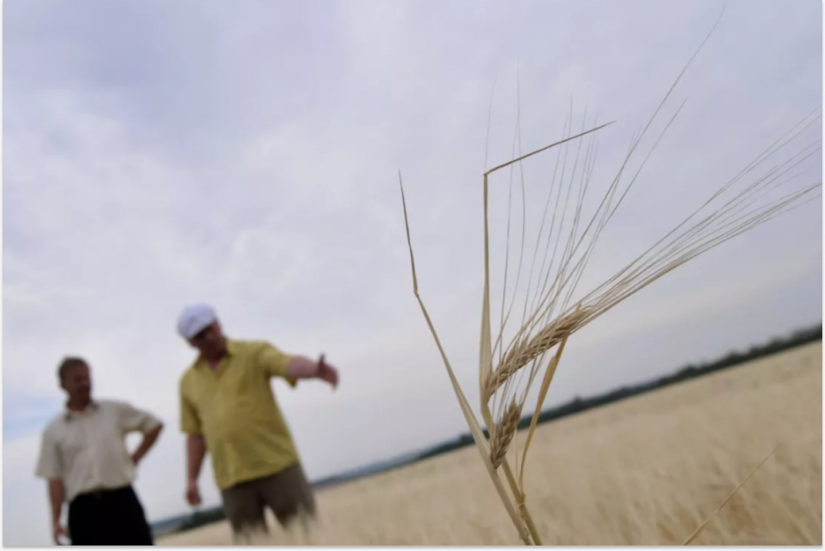 В Ростовской области режим ЧС введён из-за повреждения посевов заморозками
