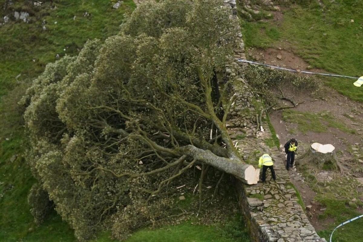 Суд признал двоих британцев виновными в спиле дерева Робин Гуда