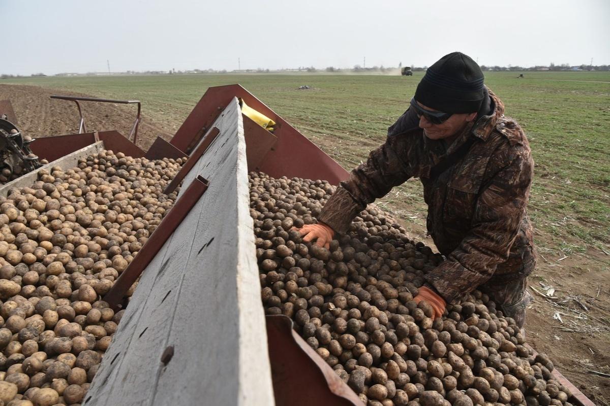 Путин прокомментировал слова Лукашенко о проданной в Россию картошке