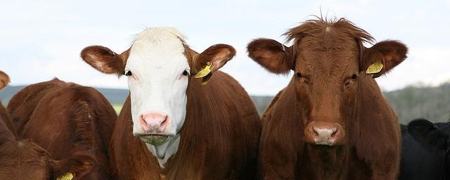 В Амурскую область не пустили 53 головы рогатого скота и свыше 2 т баранины без документов