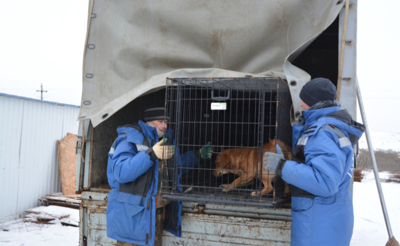 Стало известно, сколько бродячих псов в Астрахани будет отловлено в 2024 году