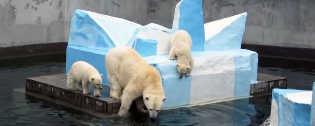 В Новосибирском зоопарке прошло онлайн-празднование «Дня медведей»