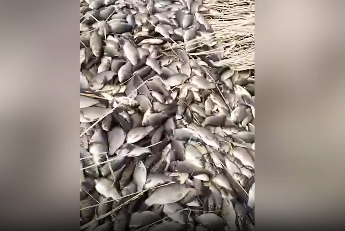 Сотни тысяч погибших карасей обнаружены на берегу в Курганской области