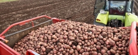 Дмитровский округ лидирует по сбору картофеля в Московской области
