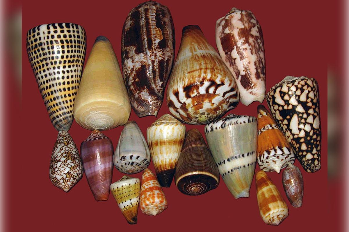 В Японии женщина чудом спаслась от опасной улитки, которую нашла на побережье