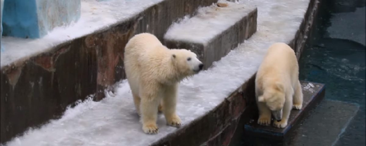 Белые медвежата Белка и Стрелка из зоопарка Новосибирска показали смешную драку