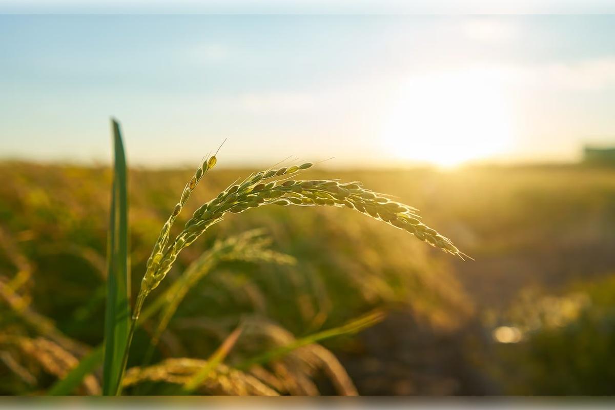 «Донецкая агропромышленная компания» прекратила сельхоздеятельность