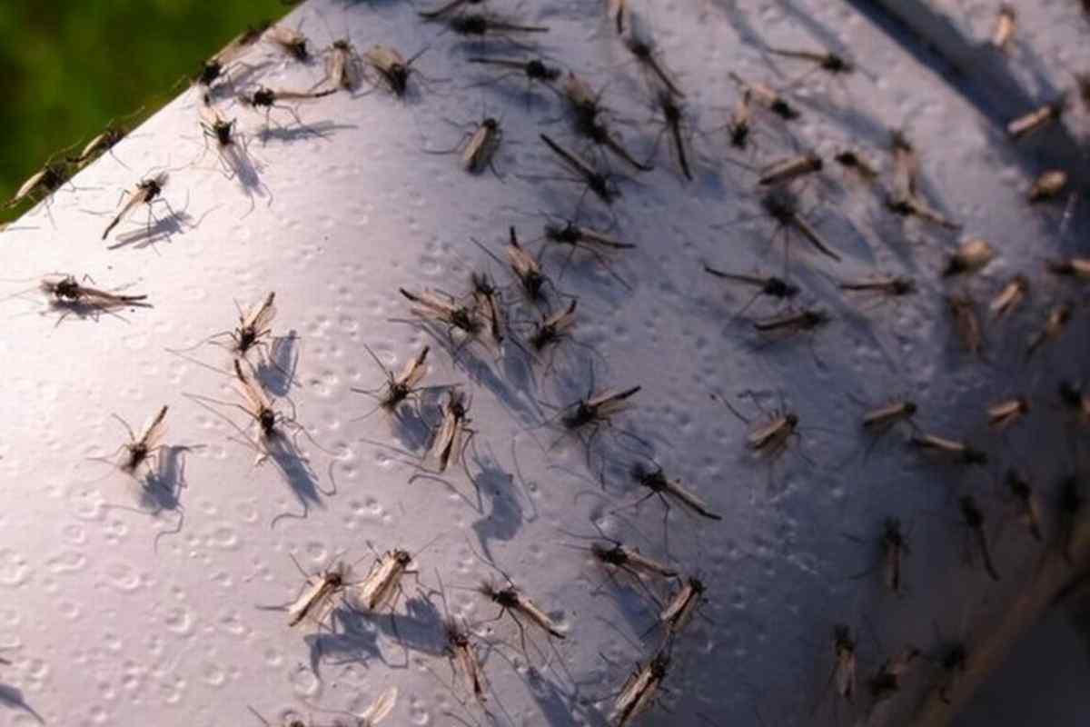 Стало известно, какие комары атаковали Оренбуржье после паводка