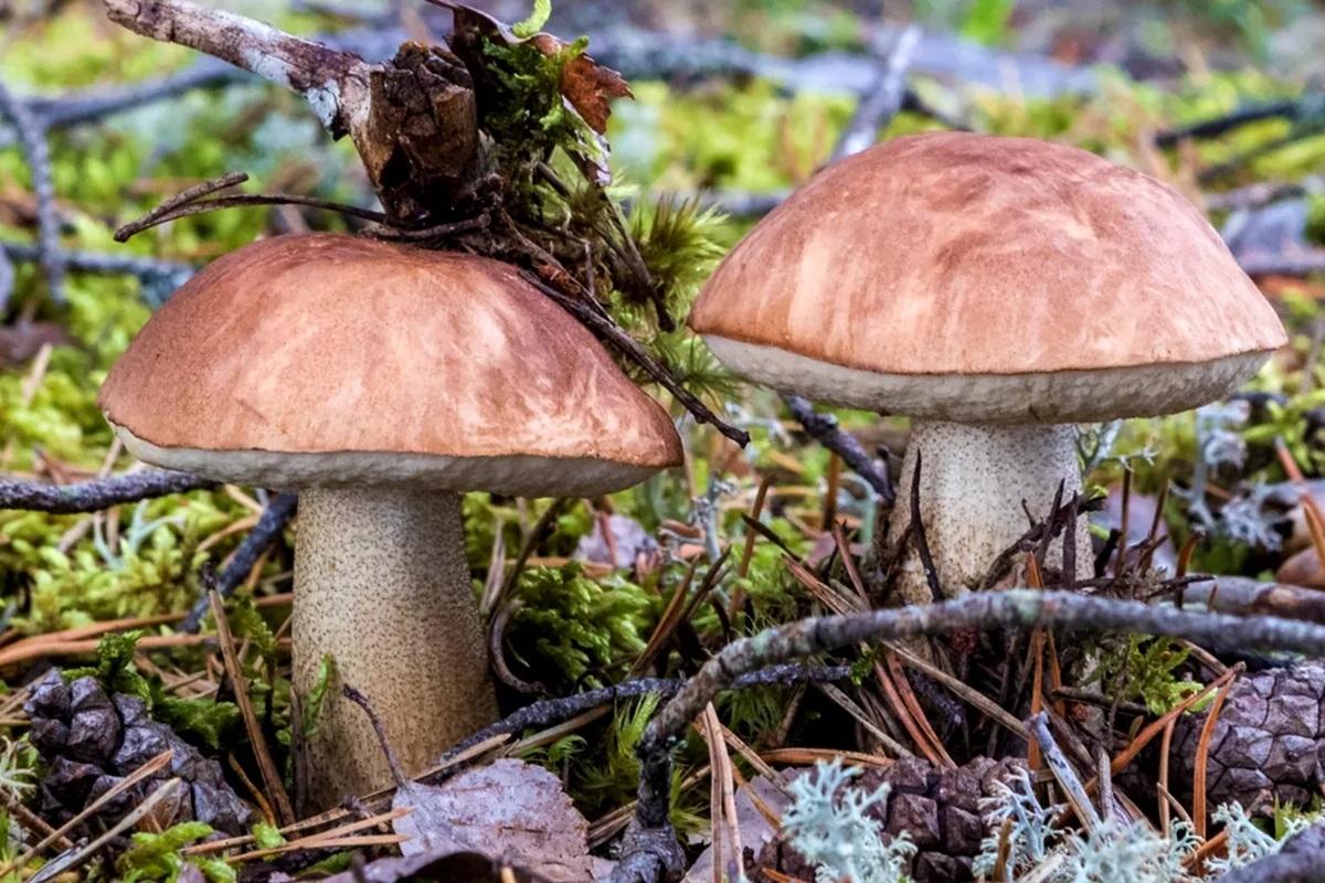 Исследование: каждый второй грибник в России ценит в «тихой охоте» прежде всего азарт